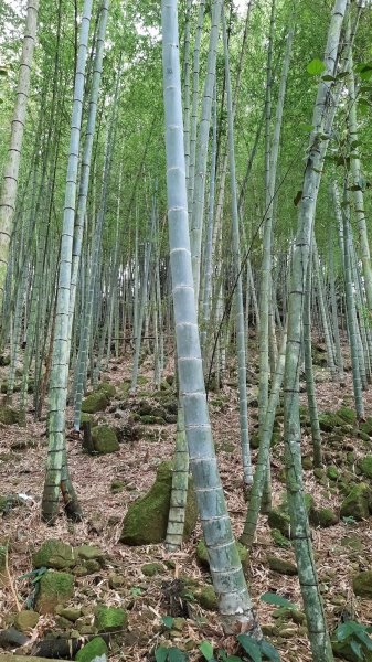 《南投》霧鎖銀杏林｜武岫農圃銀杏林觀景步道及長源圳古道202110231495754