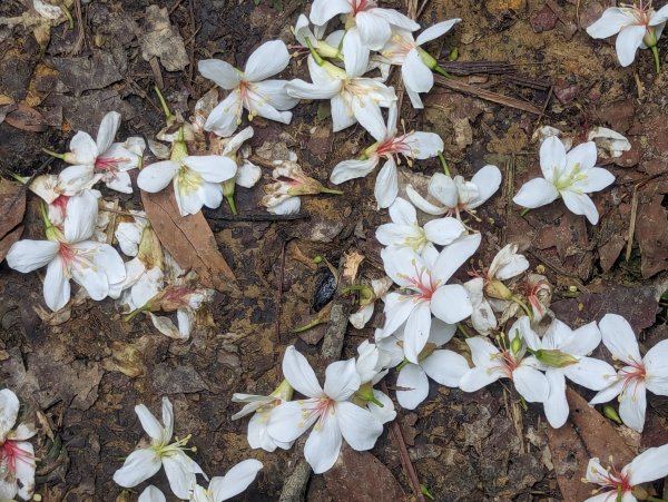 臺北大縱走第六段：富陽公園到中華科大2479110