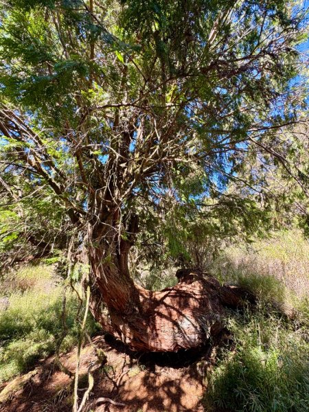 三星山(小百岳#85) 鳩之澤溫泉煮蛋趣2952831