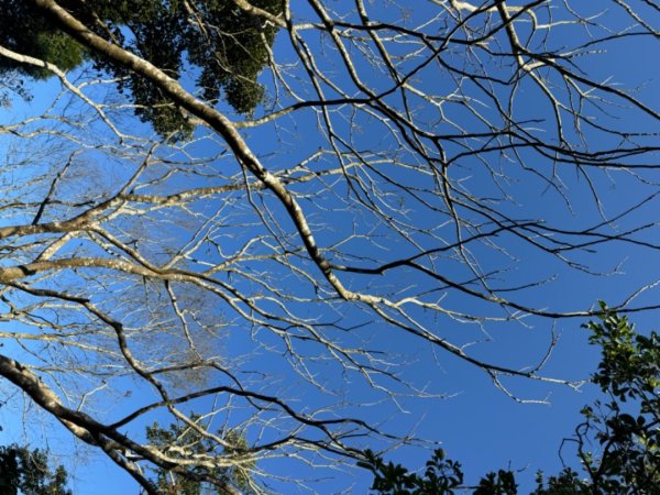 台南市白河區、嘉義縣大埔鄉交界，小百岳63號大棟山ㄧ等三角點2428590