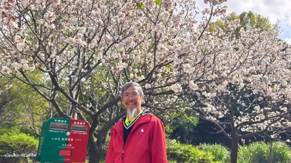 #中山樓 #陽明公園 #十八份 #吉野櫻 #墨染櫻 #青斑蝶 #青帶鳳蝶 #大紅蛺蝶 3/143014893