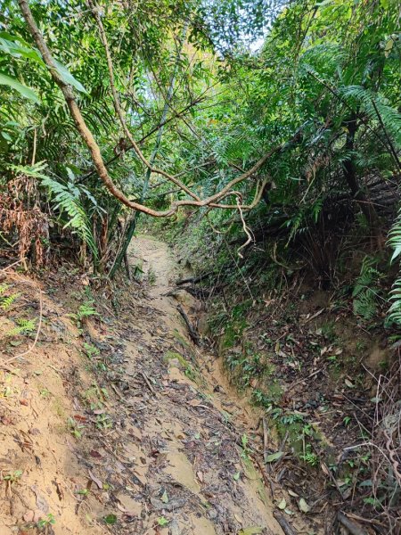 新山夢湖-友蚋山-友蚋南峰-五指山古道2755371