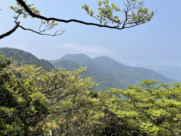 北插天山-水晶蘭,杜鵑,山毛櫸1337495