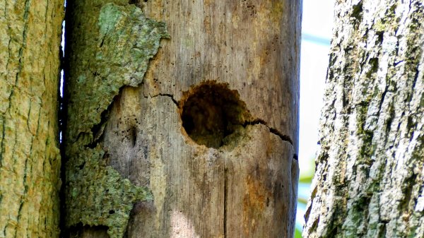 三汀山,苗圃,蝙蝠洞2787359