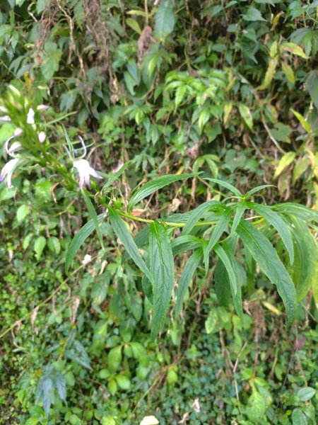 多納六秀 京大山2957569