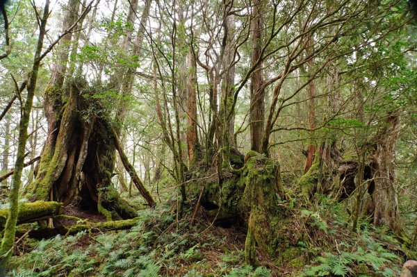 宜蘭 大同 見晴山2890638