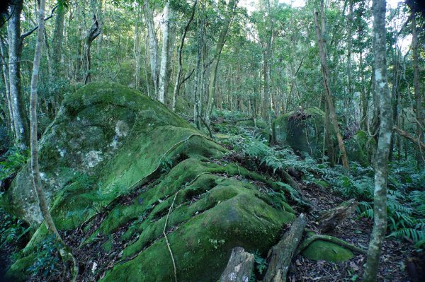 苗栗 南庄 紅毛山、無名山、大坪山2943097