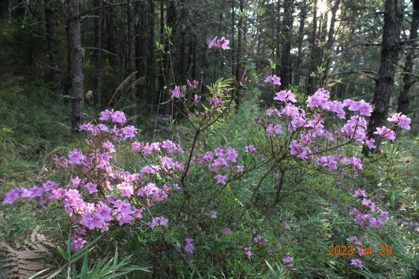 南投 仁愛 武法奈尾山2133734