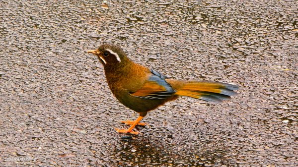 #太平山 #望洋山 #霧淞 1/222986043