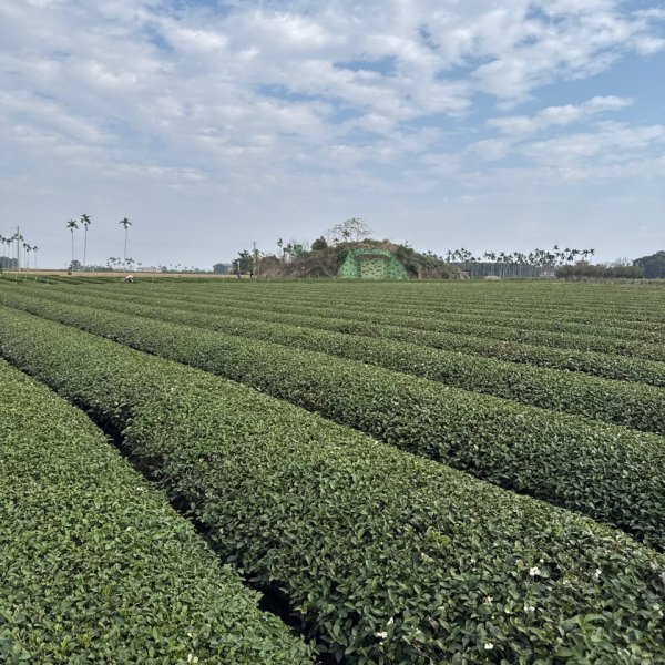 20260118 松柏坑山、田園茶香賞茶步道(小百岳-松柏坑山)2992832