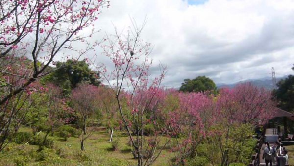 初一走春～樹林大棟山、靑龍嶺、大同山1268048