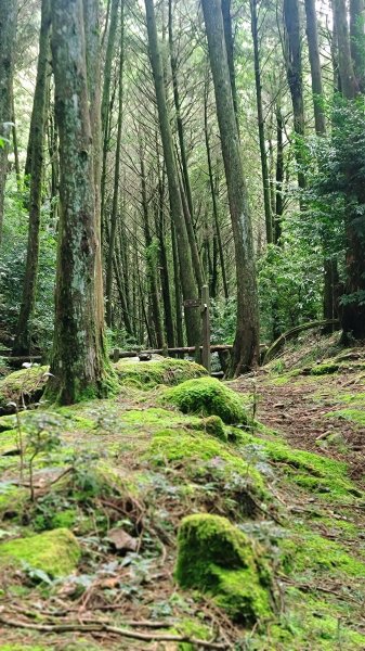 1120820 小百岳-稍來山2332707