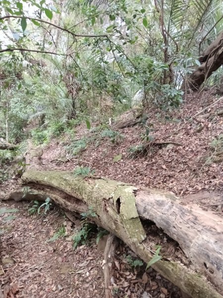 枕頭山-枕頭山西峰2733967