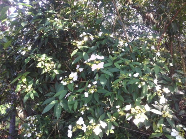 南港山系西段微旅行51070