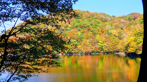 秋田縣白神山地十二湖2929770