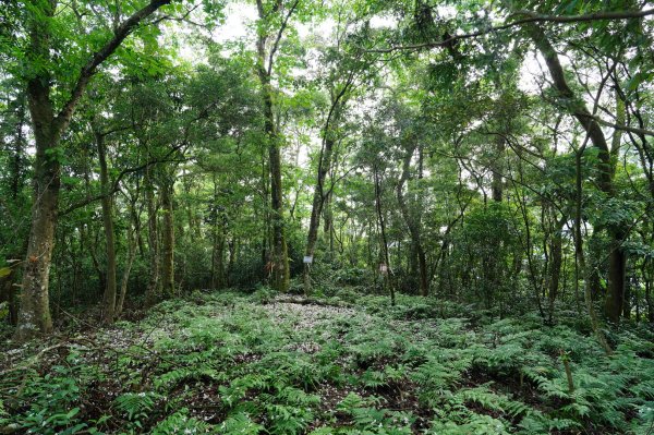 新竹 北埔 五分寮頂山、大南坑山、焿寮坪山、內大坪山2489175