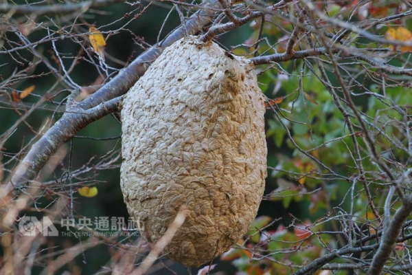 【新聞】秋天好登山 雪霸處：注意蜂螫和保暖