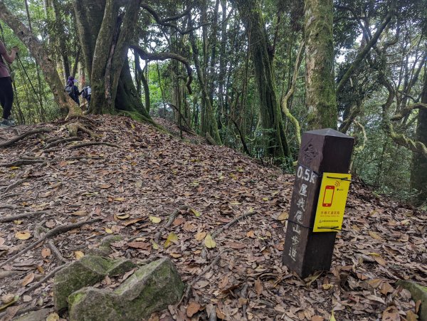 谷關七雄：屋我尾山（大雪山林道來回）1773182