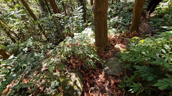 新竹尖石蓮包山+鴛鴦谷鰻潭瀑布O型走2379226