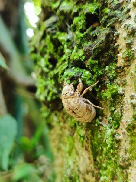福源山步道-鶯歌大榕樹平台2847755