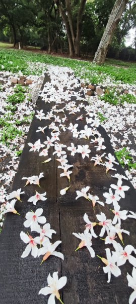 台中大甲鐵砧山2769490