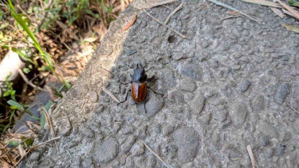 硬漢嶺步道(觀音山)2935180