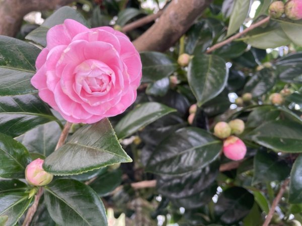 青潭越嶺政大-賞梅花🌸安坑🐦嘴四秀2691665