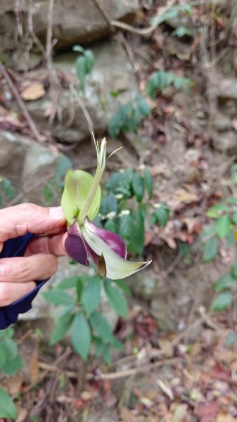 阿冷山（谷關第8雄）三刷/滿滿幸運之花《血藤花》2082602