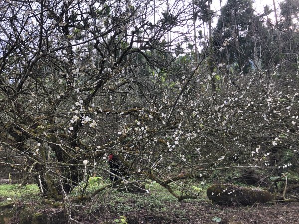 梅嶺伍龍步道走獵鷹尖一線天 難山 竹子尖山 梅峰1571894