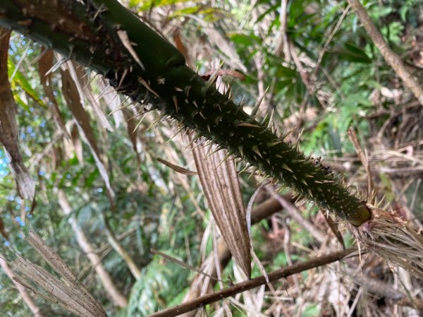 泰安溫泉.鳥嘴山【強筋健骨 養顏美容的套1198631