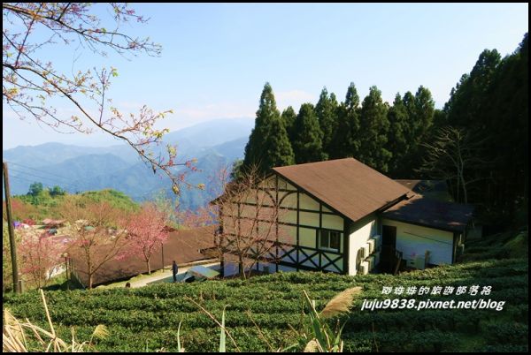 五峰山上人家白蘭部落櫻花開272484