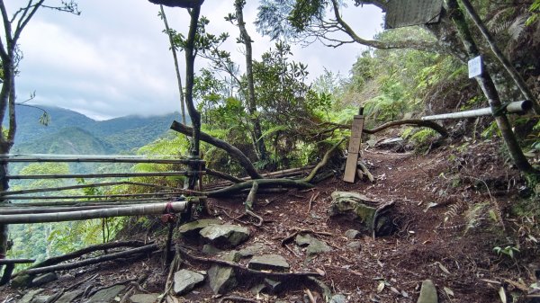 粉紅水晶蘭(長壽山~醜崠山下切出林道24.5k)2186318