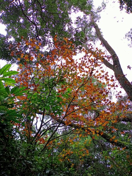 【小百岳集起來】土庫岳、紅葉山莊楓紅璀璨1222012