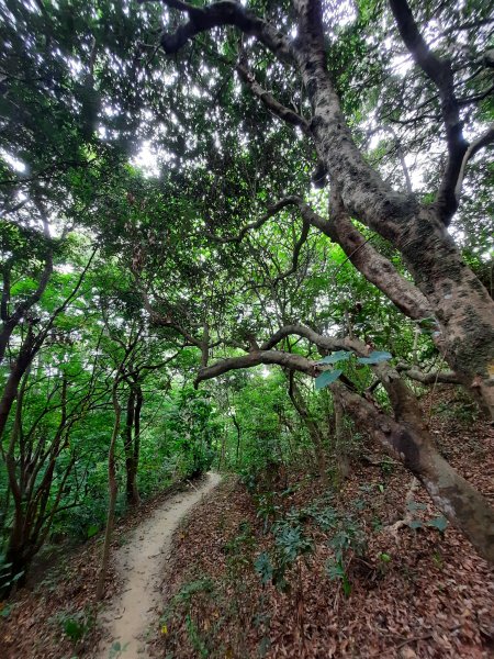 《彰化》桃源里森林步道、龍鳳谷森林步道1047481