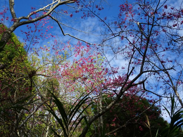 2022年02月13日(彰山協)南投日月潭四兄妹之中級山~大尖山縱走水社大山1613348