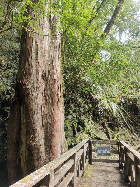 拉拉山國家森林公園2418054