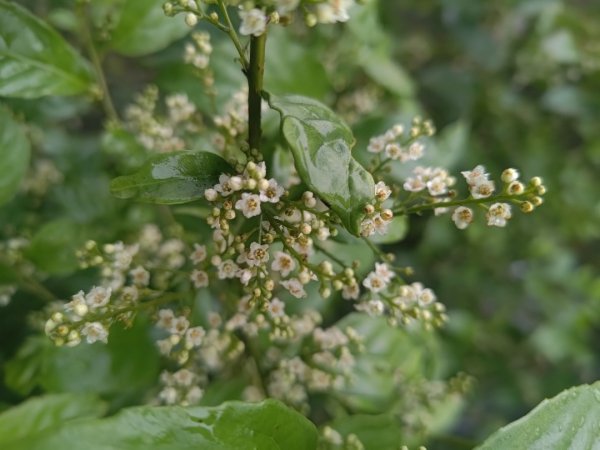 梅山鄉撿山頭2449445