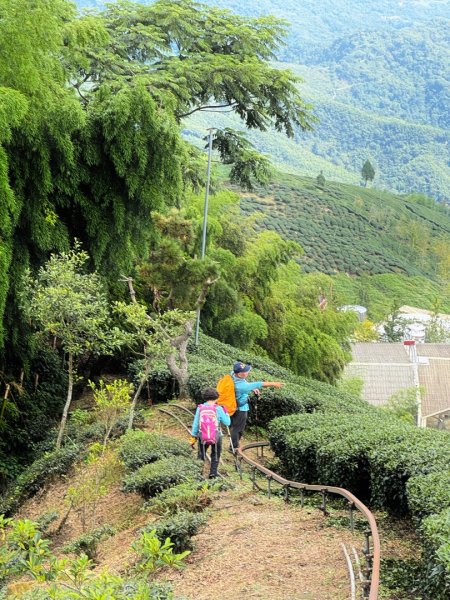 羊彎上武岫大崙山茶園尋山頭2824886