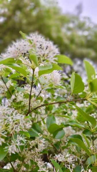 如夢似幻的四月雪-龍潭石管局-流蘇花盛開中2748610