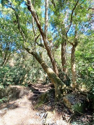 【台中和平】生態廊道。 雪山坑環線步道x巨人之手觀景點2954006