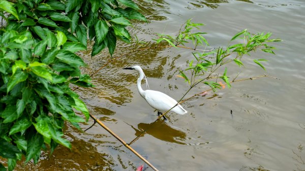 白石湖沒有百合花。晶片關稅2781547