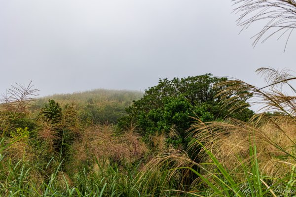 [宜蘭]鵲子山2932541