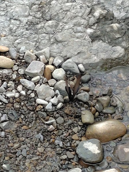 達娜伊谷-里美避難步道-巨石板步道-約富霓2788571