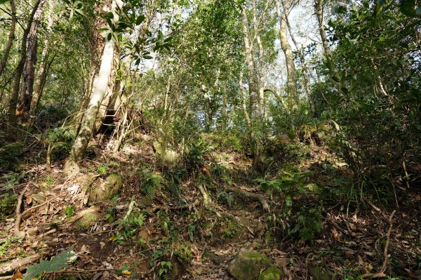 新北 烏來 美鹿山、高腰山、拔刀爾山、小巫山2703484