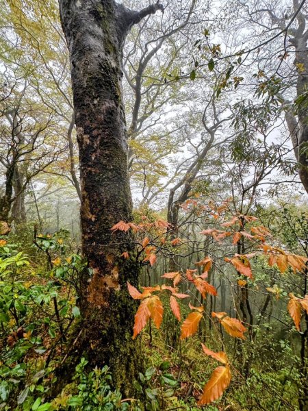 卡保石壁一葉蘭（耘夢谷上逐鹿山下O走）2809562