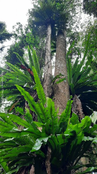 《南投》竹林茶園｜鳳凰谷步道環鳳凰山寺O繞202506222817517