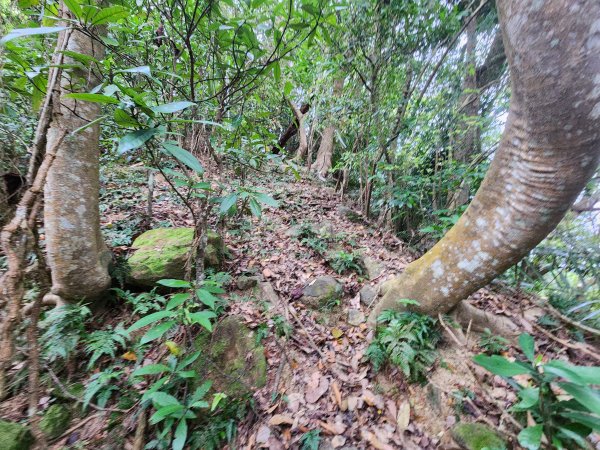 20250329東坑山八角崠山打鹿坑山2798878