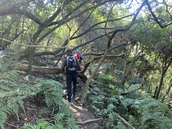 2025微笑山線大縱走尋寶集章任務-Ep.04【天上山系】望月亭桐花段｜石門內尖山東峰 ×石門內尖山2979156