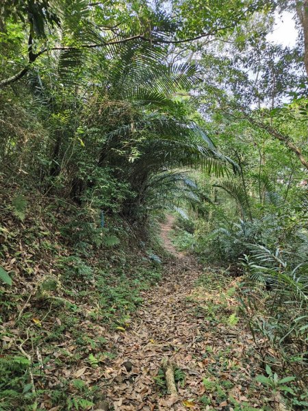 2024.03.17 竹東三山連走2900089