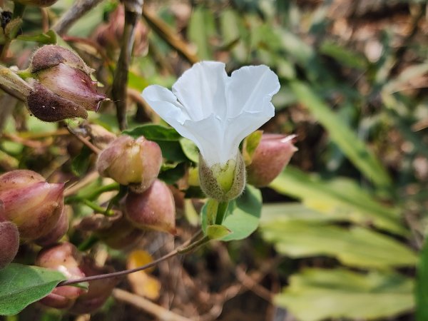 小百岳No.74⛰大崗山3025127